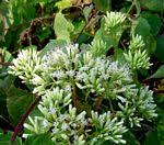 Image result for Mikania sagittifera