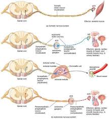 Motor Pathways Nervous System Motor Neuron Pathways In The Somatic And Autonomic Nervous Systems Motor Neuron Nervous System Anatomy And Physiology
