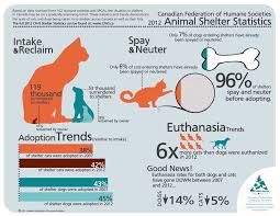 Animal Shelter Statistics Animal Shelter Canadian Animals Animal Infographic