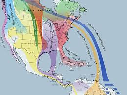 bird migration bird canada