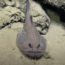 Image result for Sladeniaceae