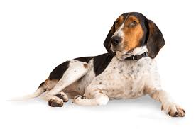 My adventures in bluetick hounds began as a child in kentucky where we had a bluetick hound, thumper, as our. Bluetick Coonhound Puppies For Sale In Illinois Adoptapet Com