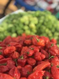 After my first night in my scotch bonnet i. The 5 Best Scotch Bonnet Pepper Substitutes Food Shark Marfa