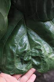 Younger fiddle leaf figs can temporarily live on shelves while they're small. Pin On Gardening