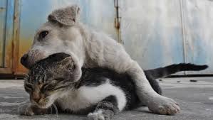Kedi Ile Kopek Yavrusunun Kalpleri Isitan Dostlugu