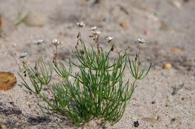 Image result for Spergula arvensis