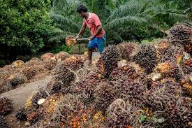 Palm Oil Caps Longest Quarterly Slump On Record As Supply