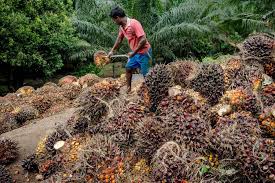 palm oil caps longest quarterly slump on record as supply