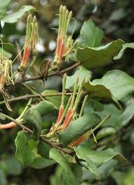 Image result for Erianthemum virescens