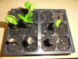 Image result for Coffea racemosa