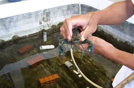 Media lobster air tawar bervariasi mulai dari kolam tanah, kolam semen/tank hingga kolam terpal. 12 Cara Budidaya Lobster Air Tawar Untuk Pemula Panen Melimpah