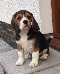 Beagle Puppies For Sale Waz Zap What Sapp 60172415563 For Sale Adoption From Melaka Melaka City Adpost Com Classifieds Beagle Puppy Puppies For Sale Puppies