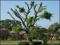 Topping Hat Racking Or Lion S Tail Pruning City Of Glendale Ca
