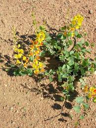 Image result for Adenolobus pechuelii