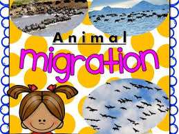 Animal Migration Unit With Worksheets Teaching Resources