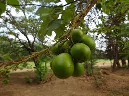 Image result for Gmelina