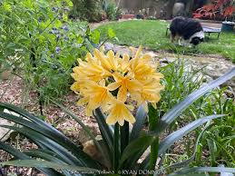 Image result for clivia