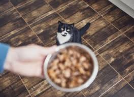 He's playing as normal and seems okay. Grain Free Cat Food And Gluten Free Cat Food Petmd