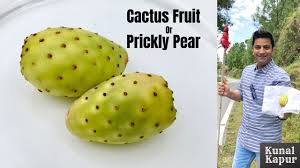 Older plants are too tough. Kunal Kapur Cactus Fruit à¤¨ à¤—à¤«à¤¨ Prickly Pear How To Cut Eat à¤• à¤• à¤Ÿà¤¸ à¤• à¤¸ à¤• à¤Ÿà¤¤ à¤– à¤¤ à¤¹ Kunal Kapur Nopales Recipes Facebook