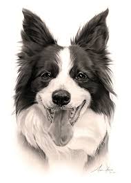 Black And White Collie Dog Drawing This Border Collie Is Maggie May And She Is 12 Years Young She Is The Mother Of Another Border Collie Drawing Of Canine Art Dog Portraits Border Collie Art