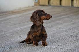 In fact, it is one of three dachshund coat varieties, which can all be found in either the standard or miniature breed. Chocolate Long Haired Miniature Dachshund 5 Months Old Dachshund