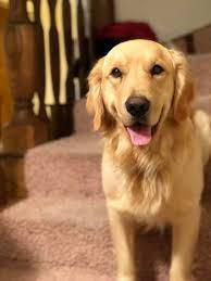 What is the price of a golden retriever? Sadie And Murphy Akc Golden Sage Creek Golden Retrievers Facebook