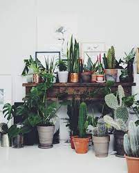 Read on to learn more about growing cactus and succulent plants indoors. Emerald Http Www Esther Com Au Plants Indoor Plants Indoor Cactus