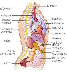 40 Ideas De Cuerpo Humano Cuerpo Humano Cuerpo Anatomia