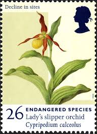royal mail special stamps endangered species decline in sites lady s slipper orchid cypripedium calceolus orchid drawing endangered species uk stamps