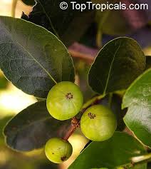 Image result for Flacourtia indica