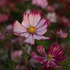Cosmos Velouette Annual Plants Urban Garden Growing Tomatoes Indoors