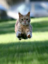A Great Example Of The Zoom Effect Digital Photography School Cats Crazy Cats Cat Facts