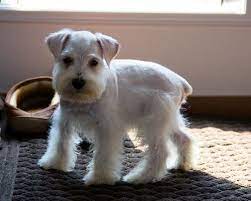 Pin On Puppies