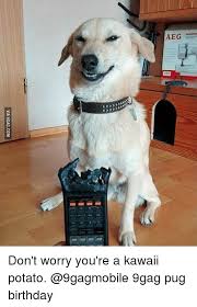 9gag Birthday And Memes Via 9gag Com Don T Worry You Re A Kawaii Potato 9gagmobile 9gag Pug Birth Funny Animal Memes Cute Animal Memes Funny Dog Pictures