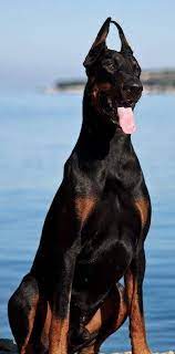 European type great dane puppies with strong european lines on both sides of their pedigree. Doberman Fan Club India Home Facebook
