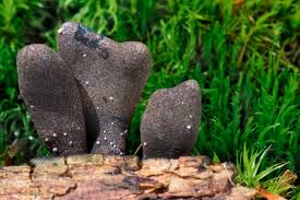 Image result for Xylaria polymorpha