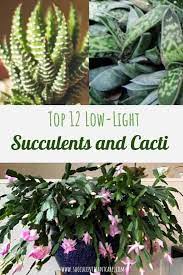 This means the grow lights mimic natural daylight plus some extra hours more. Top 12 Low Light Succulents And Cacti Succulent Plant Care