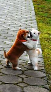 Reddit Aww Shibas Are So Cute Akita Dog Akita Puppies Cute Dogs