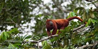Here are some rainforest animals that are endangered. Rainforest Facts And Importance Amazon Rainforest Animals Plants And More