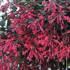 Fuchsia Eruption Hanging Basket Plants Van Meuwen Plants For Hanging Baskets Fuchsia Plant Fuchsia Garden
