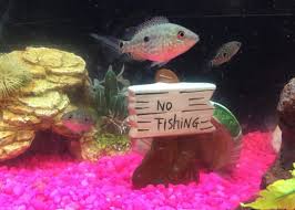 The san francisco spca is dedicated to saving, protecting and caring for cats and dogs while ending animal abandonment. Fish Found In The Mail Now Available For Adoption In Bay Area The San Francisco Examiner