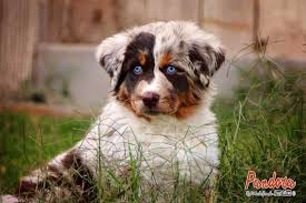 A state in the northwestern us, on the pacific coast; Australian Shepherd Puppies For Sale