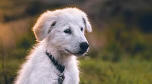 White Dog Names Over 150 Of The Best Names For Your White Pup