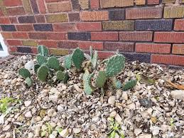 Cacti have numerous anatomical and behavioral adaptations for absorbing and storing water, preventing water loss, protecting themselves from predators, limiting damage from the hot sun, saving their energy, requiring few resources, and attracting pollinators. Survived It S 2nd Iowa Winter Albeit Underneath A Window Box I Think It S A Type Of Prickly Pear But I M Not Really Sure Cactus