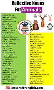 English Collective Nouns List Collective Nouns For Animals Rookery Of Seals Dopping Of Sheldrake Nest Collective Nouns English Collective Nouns Learn English