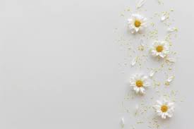 Download Top View Of White Daisy Flowers Petals And Yellow Pollen Against White Backdrop For Free Daisy Wallpaper Flower Background Wallpaper Aesthetic Desktop Wallpaper