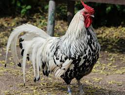 Check spelling or type a new query. Silver Spangled Hamburg Baby Chicks Egg Laying Chickens Laying Chickens Laying Chickens Breeds