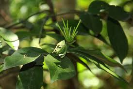 Image result for Oxyanthus