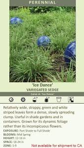 Image result for Carex johnstonii