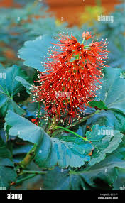 Image result for Greyia